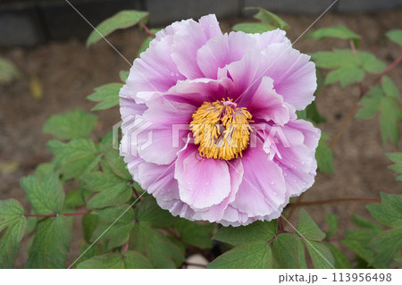 牡丹の花　島の藤 113956498