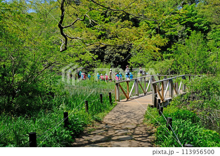 新緑に輝く国立科学博物館附属自然教育園・自然学習をする児童たち 新緑に輝く国立科学博物館附属自然教育園・自然学習をする児童たち 113956500