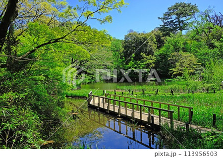新緑に輝く国立科学博物館附属自然教育園・水生植物園 113956503