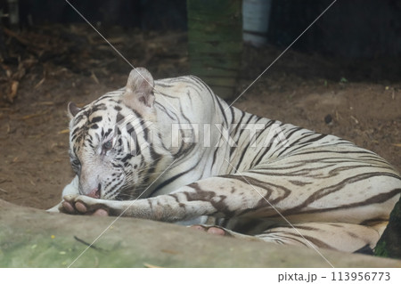 Close up white tiger is sit down and rest on floor 113956773
