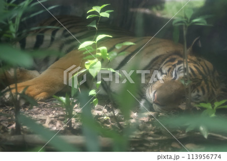Close up Indochinese tiger is beautiful animal Close up Indochinese tiger is beautiful animal 113956774