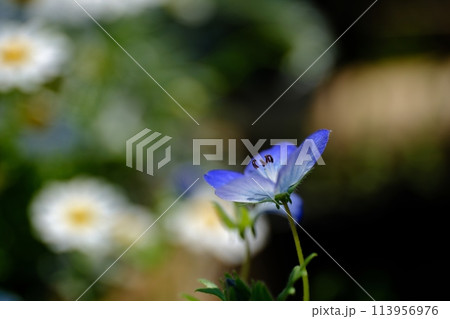 風に揺れる可憐な妖精ネモフィラの花 風に揺れる可憐な妖精ネモフィラの花 113956976