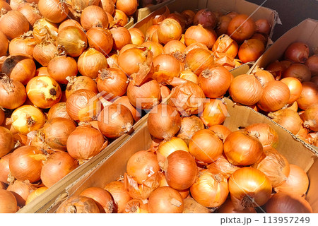 段ボール箱に入ったたくさんのタマネギ 113957249