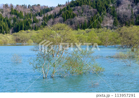 山形県飯豊町　白川湖水没林 113957291