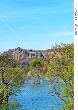 山形県飯豊町　白川湖水没林 113957300