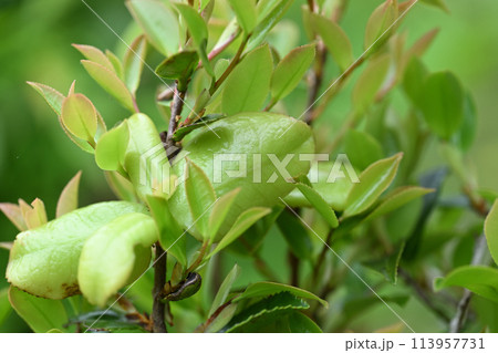 サザンカ（山茶花）の葉のもち病 113957731