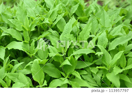 キクイモ(菊芋)の若葉 キクイモ(菊芋)の若葉 113957797