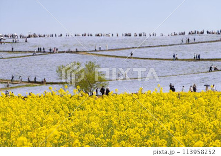 菜の花とネモフィラのコラボレーション 113958252
