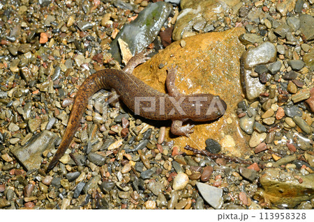 上から見たタゴサンショウウオの雄 上から見たタゴサンショウウオの雄 113958328