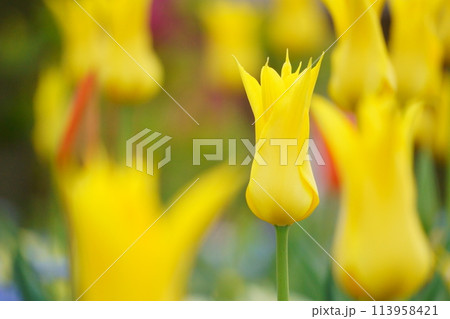 花びらが尖った黄色いチューリップ 113958421