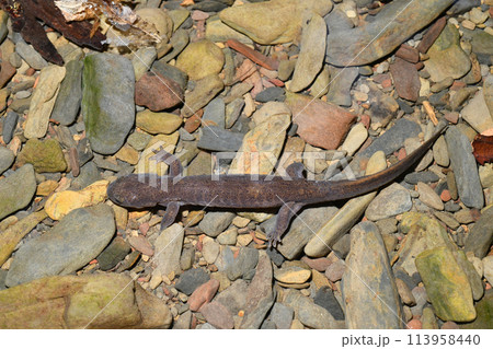 水の中を歩き回るタゴサンショウウオの雄 水の中を歩き回るタゴサンショウウオの雄 113958440