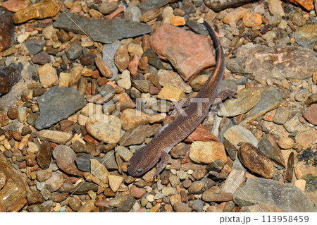 水の中を歩き回るタゴサンショウウオの雄 113958459