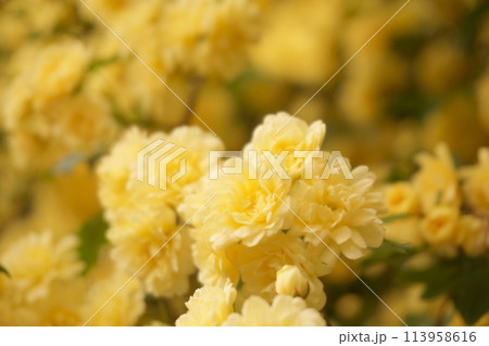 黄色いモッコウバラの花 113958616