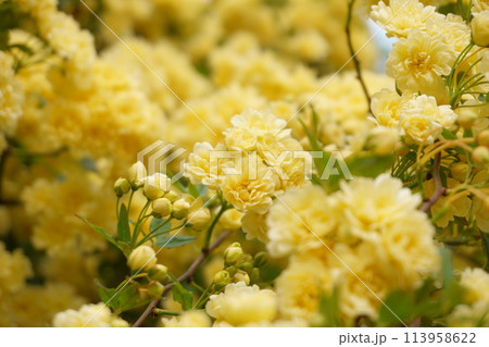 黄色いモッコウバラの花 113958622