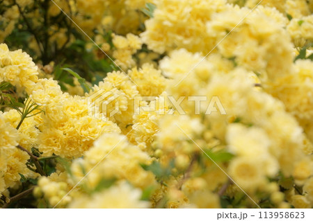 黄色いモッコウバラの花 113958623
