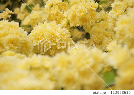 黄色いモッコウバラの花 113958636
