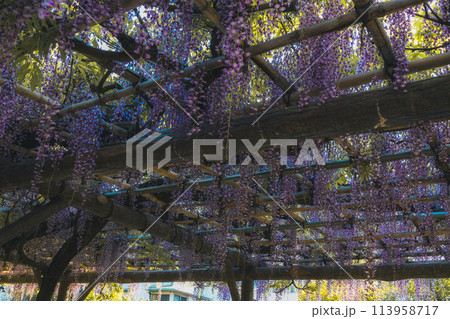 亀戸天神社 満開の藤 亀戸天神社 満開の藤 113958717