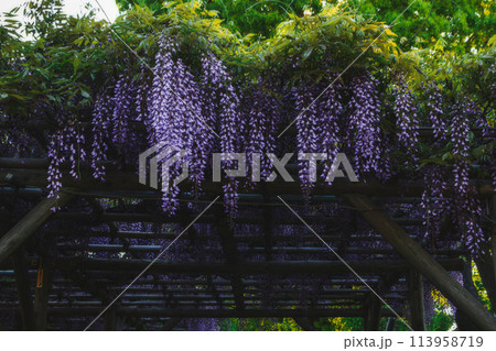 亀戸天神社　満開の藤 113958719