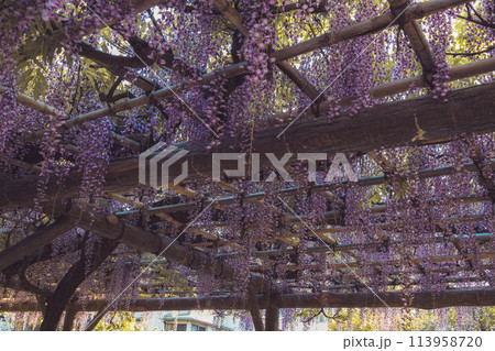 亀戸天神社　満開の藤 113958720