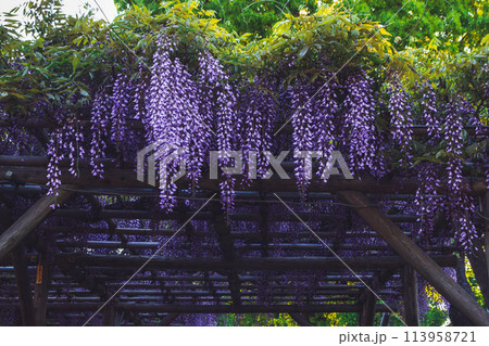 亀戸天神社　満開の藤 113958721