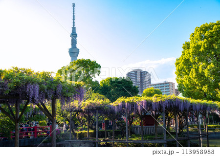 スカイツリーと亀戸天神社の藤棚 113958988
