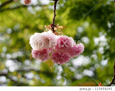 満開の八重桜の枝（白とピンクのボタンザクラ） 113959245