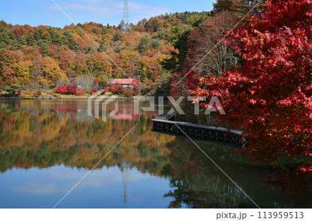 聖湖の紅葉 113959513