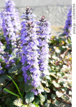 青紫色のアジュガの花 青紫色のアジュガの花 113959704