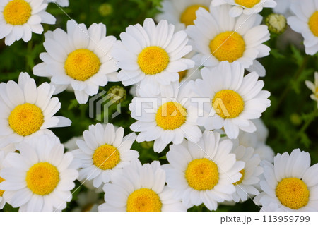 マーガレットに似た花　白いカンシロギクの花4 113959799