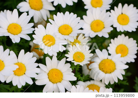 マーガレットに似た花 白いカンシロギクの花3 マーガレットに似た花 白いカンシロギクの花3 113959800