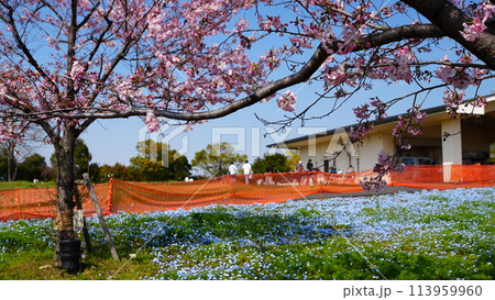 桜とネモフィラのある風景 113959960