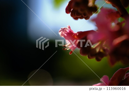 公園を彩るベニバナトチノキの花 113960016