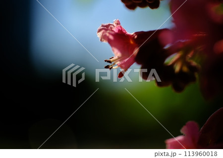 公園を彩るベニバナトチノキの花 公園を彩るベニバナトチノキの花 113960018