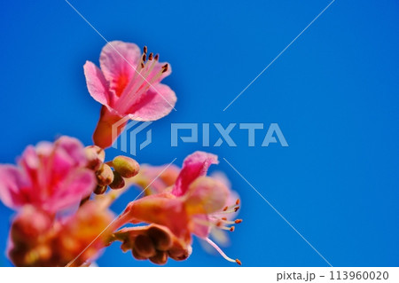 公園を彩るベニバナトチノキの花 113960020