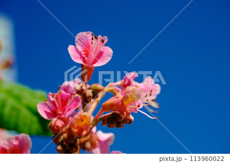 公園を彩るベニバナトチノキの花 113960022