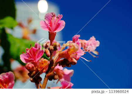 公園を彩るベニバナトチノキの花 113960024