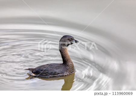 Pied-billed grebe (Podilymbus podiceps), Ecoparque Sabana, Cundinamarca department. Wildlife and birdwatching in Colombia. 113960069