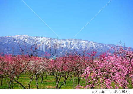 満開の梅　梅林　最上川　長井市 113960080