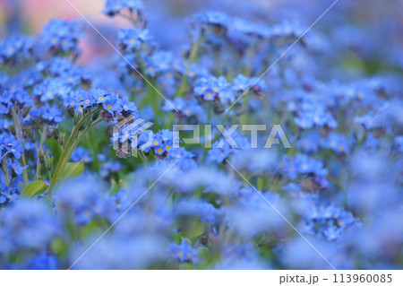 青いワスレナグサの花4 113960085