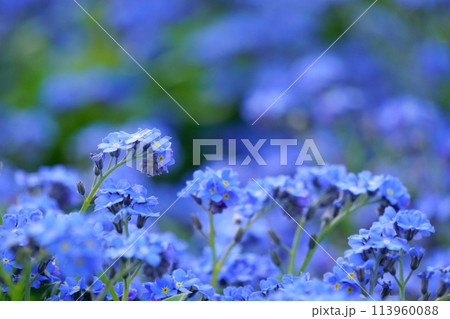 青いワスレナグサの花1 青いワスレナグサの花1 113960088