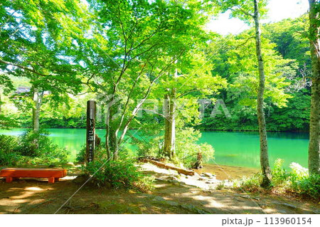 ドッコ沼　蔵王　新緑 113960154