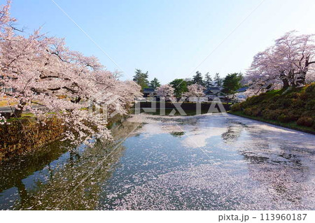 満開の桜 花筏 松が岬公園 さくら サクラ ソメイヨシノ 満開の桜 花筏 松が岬公園 さくら サクラ ソメイヨシノ 113960187