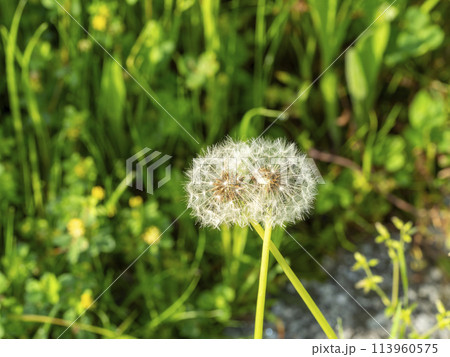 タンポポの綿毛 113960575