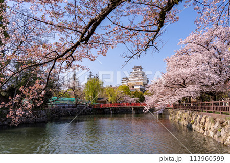 兵庫県姫路市　姫路城と桜と赤い橋 113960599