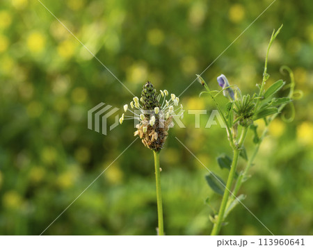 草原に咲いたヘラオオバコ 113960641