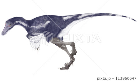サウロルニトイデス　トロオドン科の俊敏で優れた視覚と聴覚を併せ持つ鳥型の小型獣脚類 113960647