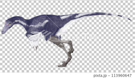 サウロルニトイデス　トロオドン科の俊敏で優れた視覚と聴覚を併せ持つ鳥型の小型獣脚類 113960647