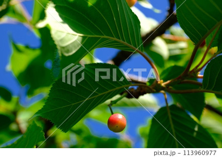 寒桜のさくらんぼ 寒桜のさくらんぼ 113960977