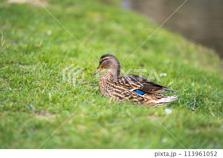 Mallard or wild duck Anas platyrhynchos female in a green grass. Beautiful waterfowl. Close up Mallard or wild duck Anas platyrhynchos female in a green grass. Beautiful waterfowl. Close up 113961052