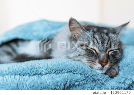 sleeping gray domestic cat on soft blanket 113961170